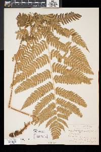 Dryopteris goldieana image