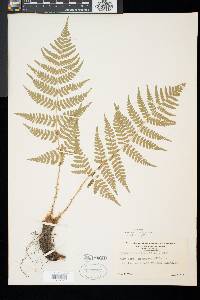 Dryopteris marginalis image