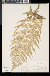 Dryopteris marginalis image