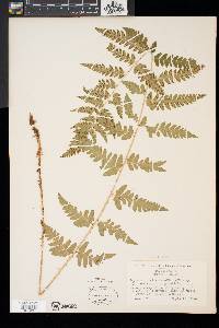 Dryopteris x slossoniae image