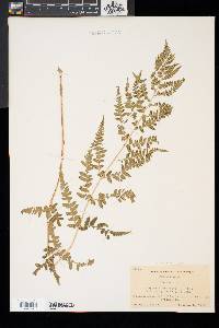 Dryopteris x slossoniae image