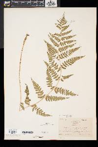 Dryopteris x slossoniae image