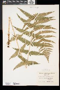 Dryopteris x slossoniae image