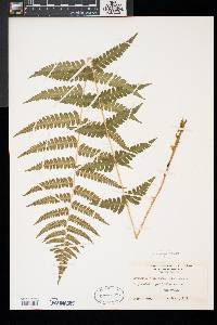 Dryopteris x slossoniae image