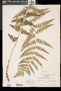 Dryopteris x slossoniae image