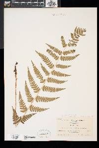 Dryopteris x slossoniae image