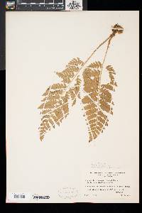 Dryopteris x slossoniae image