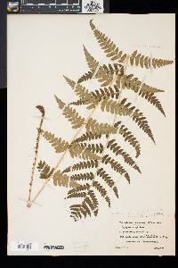 Dryopteris x slossoniae image