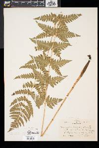 Dryopteris x slossoniae image