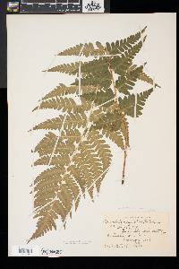 Dryopteris x slossoniae image