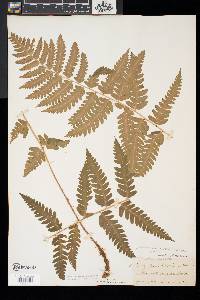 Dryopteris x slossoniae image