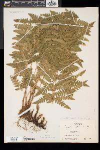 Dryopteris x slossoniae image