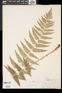 Dryopteris x slossoniae image