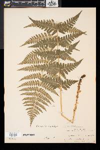 Dryopteris x slossoniae image