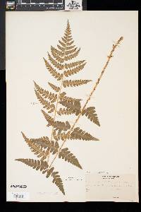 Dryopteris x slossoniae image