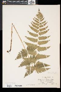 Dryopteris x slossoniae image