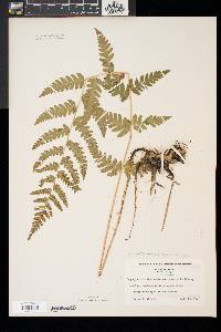 Dryopteris x slossoniae image