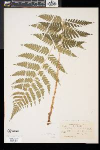 Dryopteris x slossoniae image