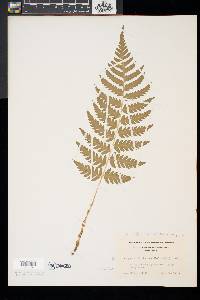 Dryopteris x slossoniae image