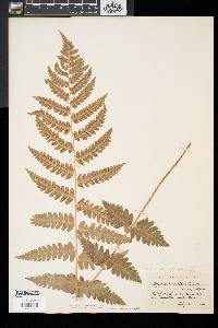 Dryopteris x slossoniae image