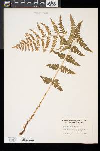 Dryopteris x slossoniae image