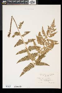 Dryopteris x slossoniae image