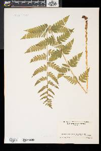 Dryopteris x slossoniae image