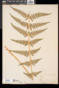 Dryopteris x slossoniae image