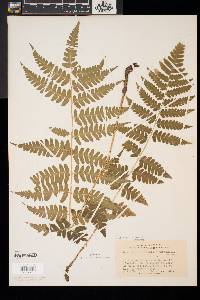 Dryopteris x slossoniae image