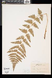 Dryopteris x slossoniae image