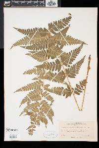 Dryopteris x slossoniae image