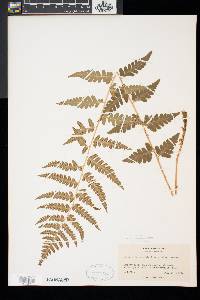 Dryopteris x slossoniae image