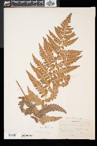 Dryopteris x slossoniae image