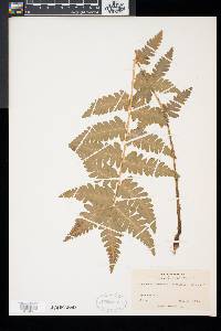 Dryopteris x slossoniae image