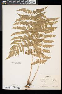 Dryopteris x slossoniae image