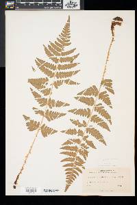 Dryopteris x slossoniae image