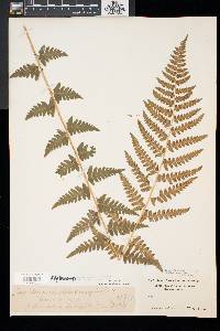 Dryopteris x slossoniae image