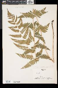 Dryopteris x slossoniae image