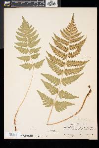 Dryopteris x slossoniae image