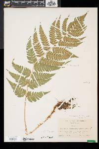 Dryopteris x slossoniae image