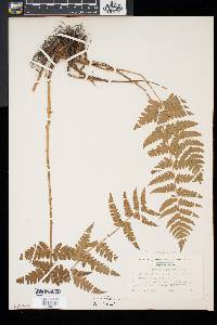 Dryopteris x slossoniae image