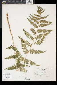 Dryopteris x slossoniae image