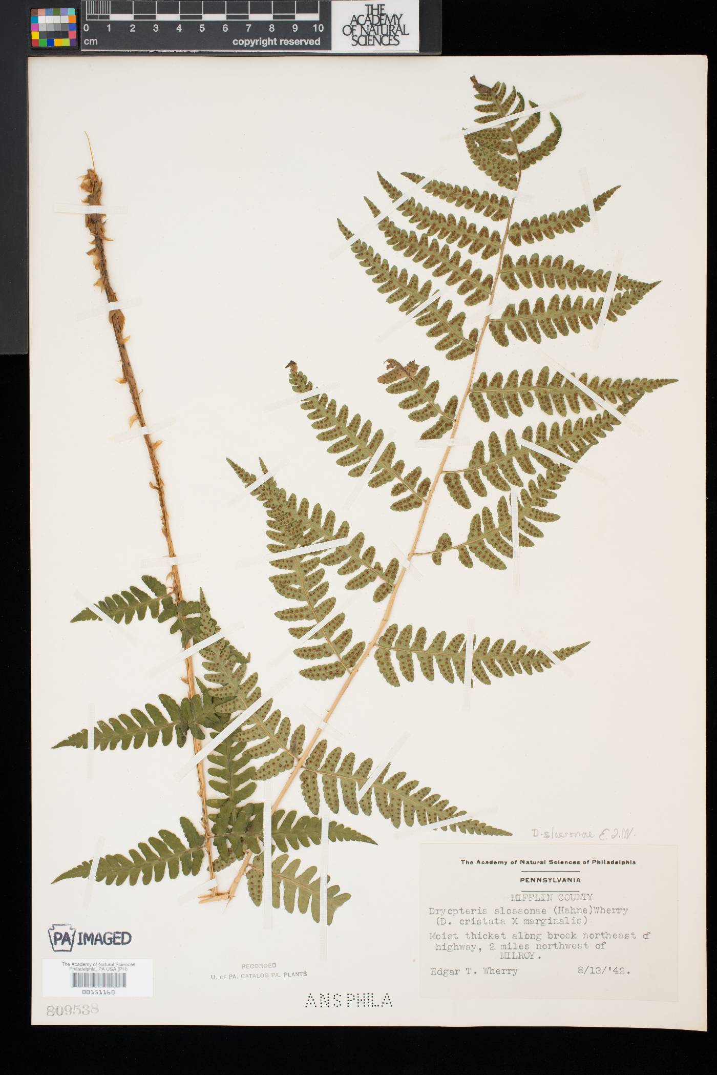 Dryopteris x slossoniae image