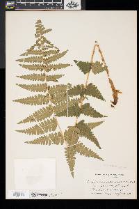 Dryopteris x slossoniae image