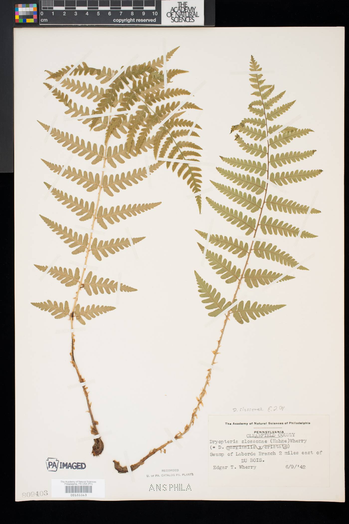 Dryopteris x slossoniae image