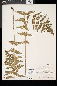 Dryopteris x slossoniae image