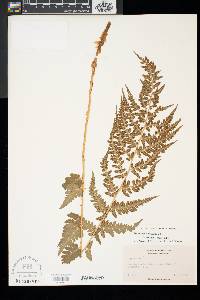 Dryopteris x slossoniae image