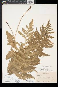 Dryopteris x slossoniae image