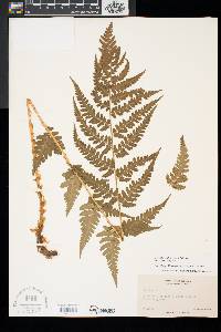 Dryopteris x slossoniae image