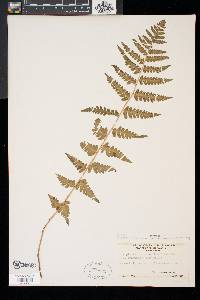 Dryopteris x slossoniae image